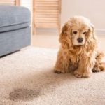 Will Carpet Cleaning Remove Pet Stains and Odors?