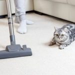 How To Keep Your Floors Clean When You Have Pets