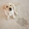 3 Interesting Facts About the Science of Pet Odor Removal