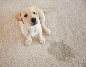 3 Interesting Facts About the Science of Pet Odor Removal