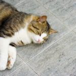 3 Easy Ways To Pet Proof Your Grout and Tile