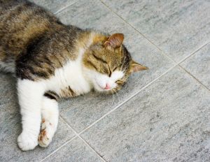 3 Easy Ways To Pet Proof Your Grout and Tile